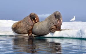 Image 1 of Baffin Safari