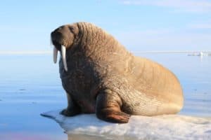 Image 1 of Igloo Tourism and Outfitting